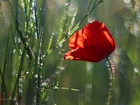 Maczek, W, Zbożu, Bokeh