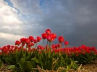 Czerwone, Tulipany, Uprawa