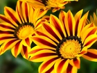 Kwiaty, Gazania