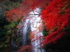Wodospad, Las, Japonia