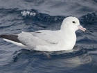 Fale, Ptak, Fulmar