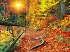 Jesień, Las, Ścieżka, Poręcz, Promienie słońca