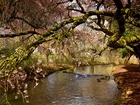 Rzeka, Kwitnące, Drzewo, Wiosna