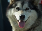 Pies, Alaskan Malamute