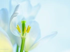 Tulipan, Biały, Kwiat, Pręciki
