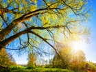 Drzewa, Słońce, Łąka