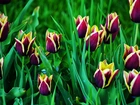 Dwukolorowe, Tulipany