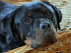 Rottweiler, Koszyk