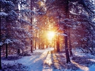 Zima, Las, Przebijające Światło