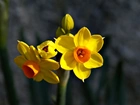 Żółte, Kwiaty, Narcyz