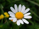 Kwiat, Rumianek