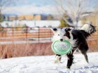 Pies, Frisbee, Śnieg