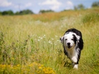 Lato, Łąka, Mokry, Border, Collie, Rozmyte, Tło