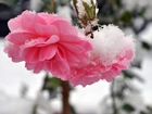 Różowe, Róże, Śnieg