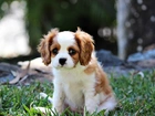 Mały, Piesek, Szczeniak, Cavalier King Charles spaniel