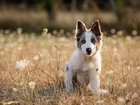 Szczeniak, Border, Collie, Łąka