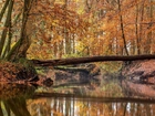 Jesień, Las, Rzeka, Złamane, Drzewo