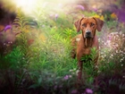 Pies, Rhodesian ridgeback, Rośliny, Łąka