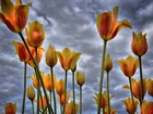 Tulipany, Niebo, Chmury