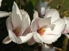 Białe, Kwiaty, Magnolia