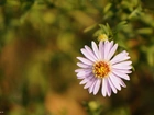 Aster