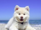 Pies, Morze, Plaża