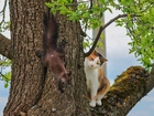 Wiewiórka, Kot, Drzewo