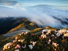 Góry, Mgła, Kwiaty