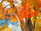 Jesień, Liście, Drzewo, Klon