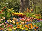 Park, Kwiaty, Tulipany