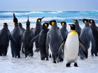 Rodzina, Pingwinów, Morze, Nowa, Zelandia