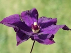 Kwiat, Clematis