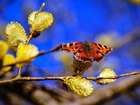 Wierzba, Gałąź, Bazie, Piękny, Motyl