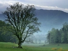 Tennessee, Park, Narodowy, Góry, Las, Łąka, Mgła