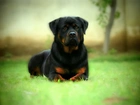 Pies, Rottweiler