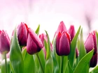 Tulipany