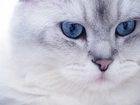 Kot, Kotek, Niebieskie, Oczy