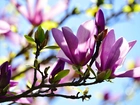 Magnolia, Światło, Krzew, Wiosna