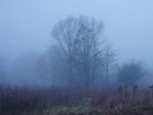 Mgła, Drzewa, Polana