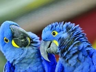 Dwie, Niebieskie, Papugi