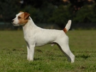 Parson Russell Terrier, trawa