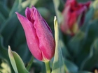 Kwiat, Wiosenny, Tulipan