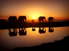 Zachód Słońca, Słonie