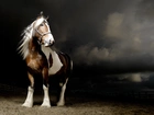 Koń, Czarne, Chmury