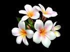 Kwiaty, Plumeria, Biała