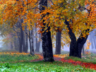 Las, Drzewa, Liście, Ścieżka, Mgła, Jesień