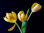 Żółte, Tulipany, Czarne, Tło