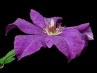 Kwiaty, Clematis