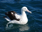 Albatros, Ocean