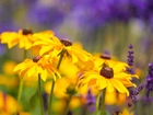 Kwiaty, Rudbekia, Zbliżenie